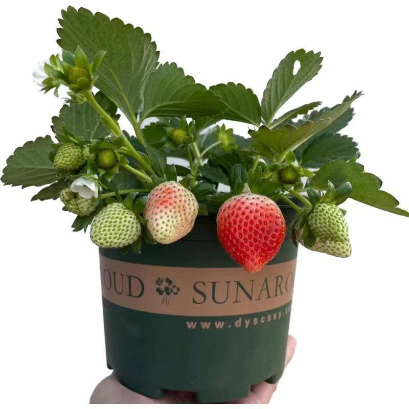 四季奶油草莓苗盆栽南方北方阳台水果庭院种植果树苗草莓大果