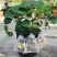 四季奶油草莓苗盆栽南方北方阳台水果庭院种植果树苗草莓大果