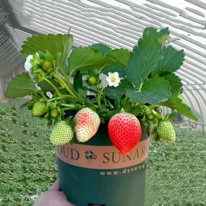 四季奶油草莓苗盆栽南方北方阳台水果庭院种植果树苗草莓大果