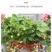 四季奶油草莓苗盆栽南方北方阳台水果庭院种植果树苗草莓大果