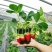 四季奶油草莓苗盆栽南方北方阳台水果庭院种植果树苗草莓大果