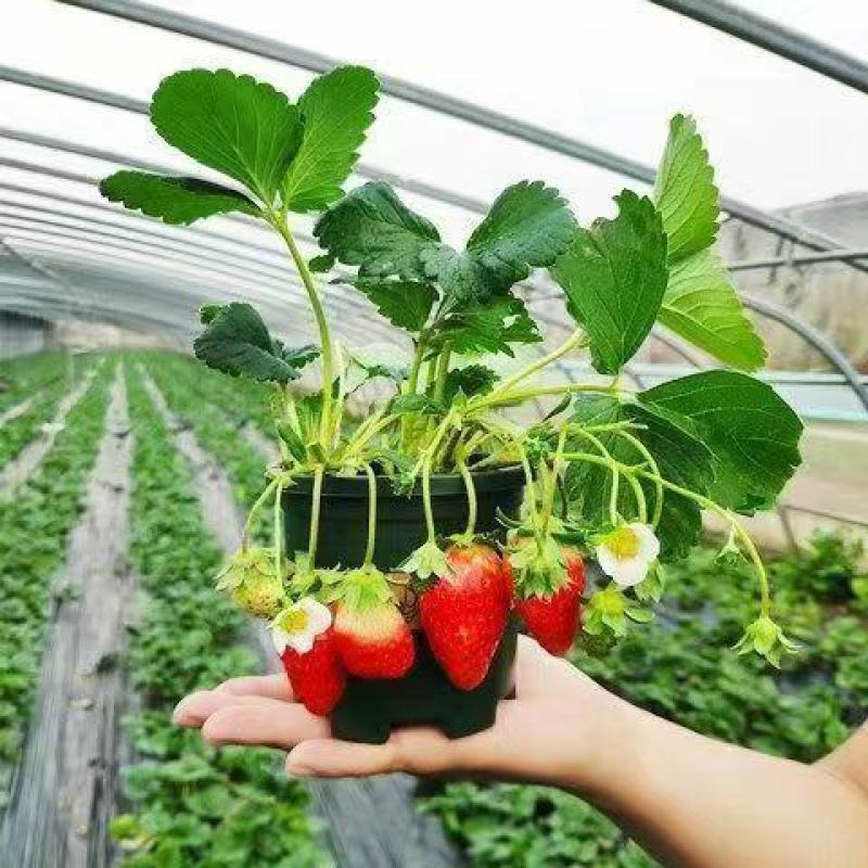 四季奶油草莓苗盆栽南方北方阳台水果庭院种植果树苗草莓大果