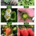 四季奶油草莓苗盆栽南方北方阳台水果庭院种植果树苗草莓大果
