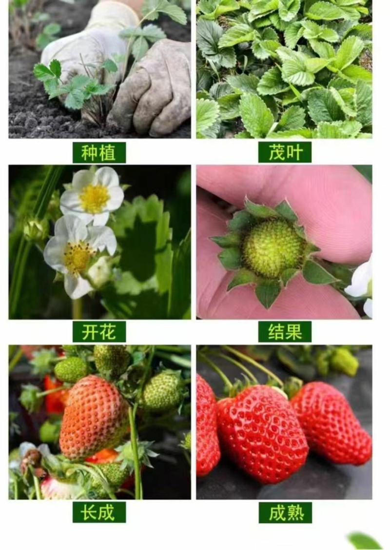 四季奶油草莓苗盆栽南方北方阳台水果庭院种植果树苗草莓大果