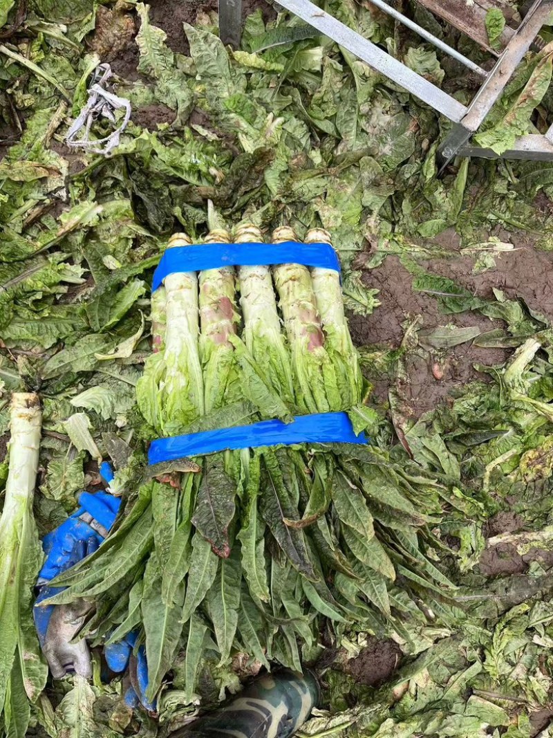 红叶香莴笋产地一手货源专业团队可视频、实地看货
