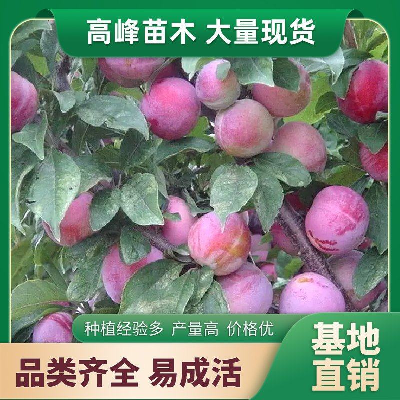 吉林李子苗晚黄李子干碗李子樱桃根系嫁接