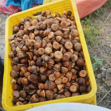风流果次果