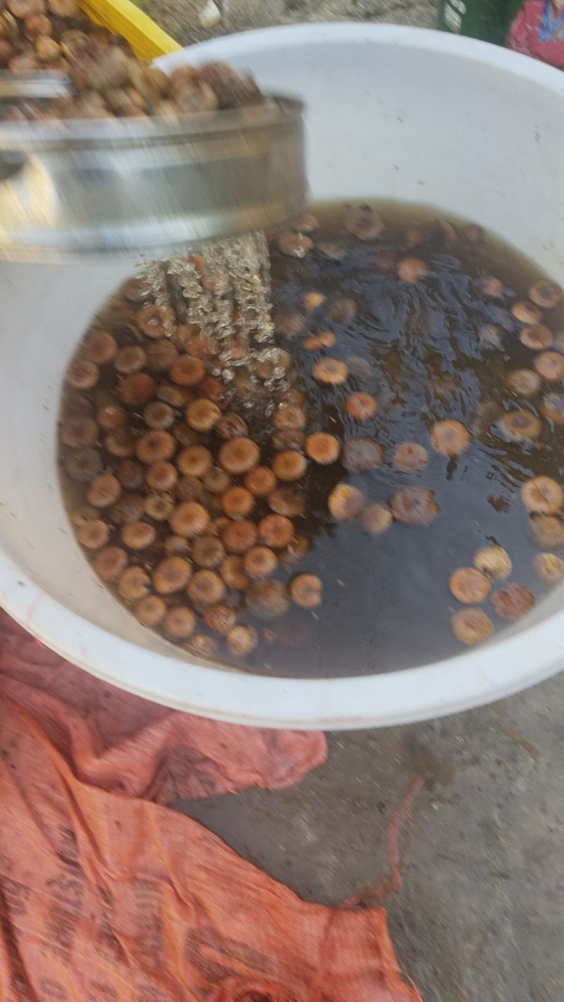 风流果次果