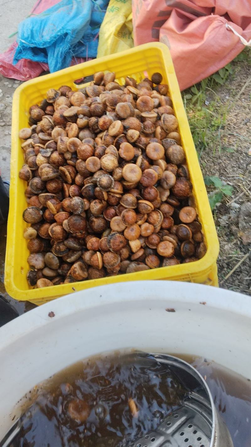 风流果次果