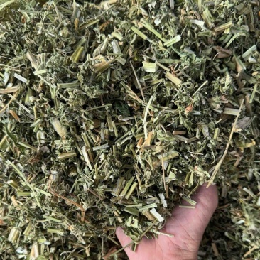 益母草