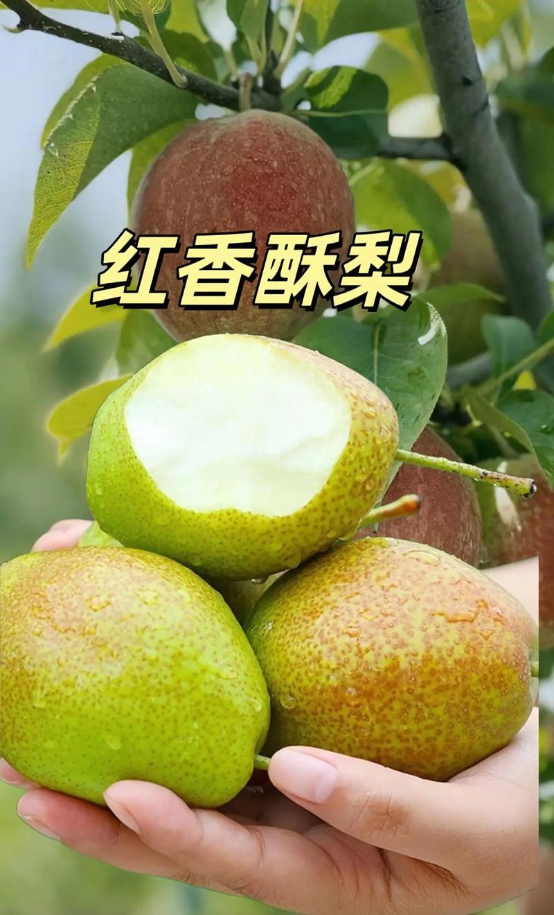 红香酥梨，陕西贡梨，冷库红香酥梨，砀山酥梨，小红香酥梨