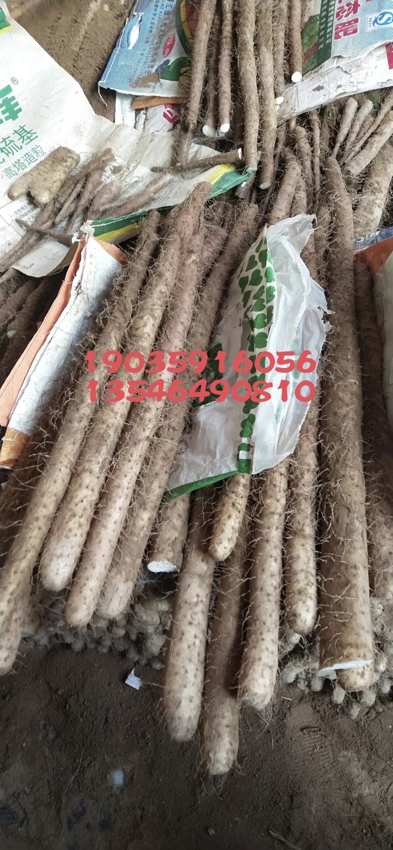 白玉山药45678公分