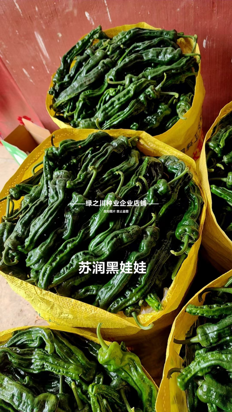 黑娃娃皱皮椒种子大黑皱皮辣椒种子薄皮早熟香辣高产特辣羊角