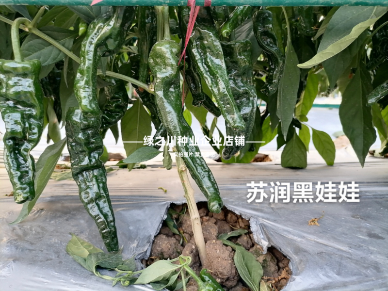 黑娃娃皱皮椒种子大黑皱皮辣椒种子薄皮早熟香辣高产特辣羊角