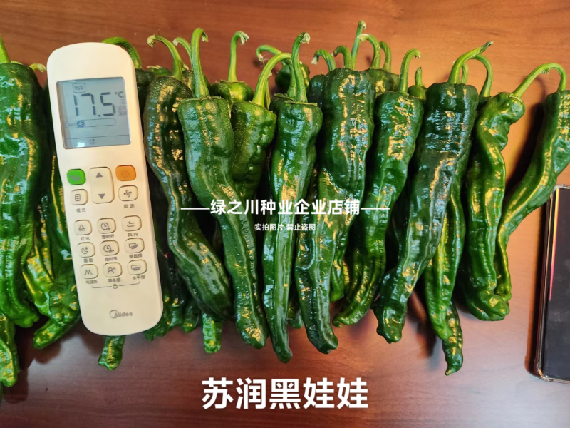 黑娃娃皱皮椒种子大黑皱皮辣椒种子薄皮早熟香辣高产特辣羊角