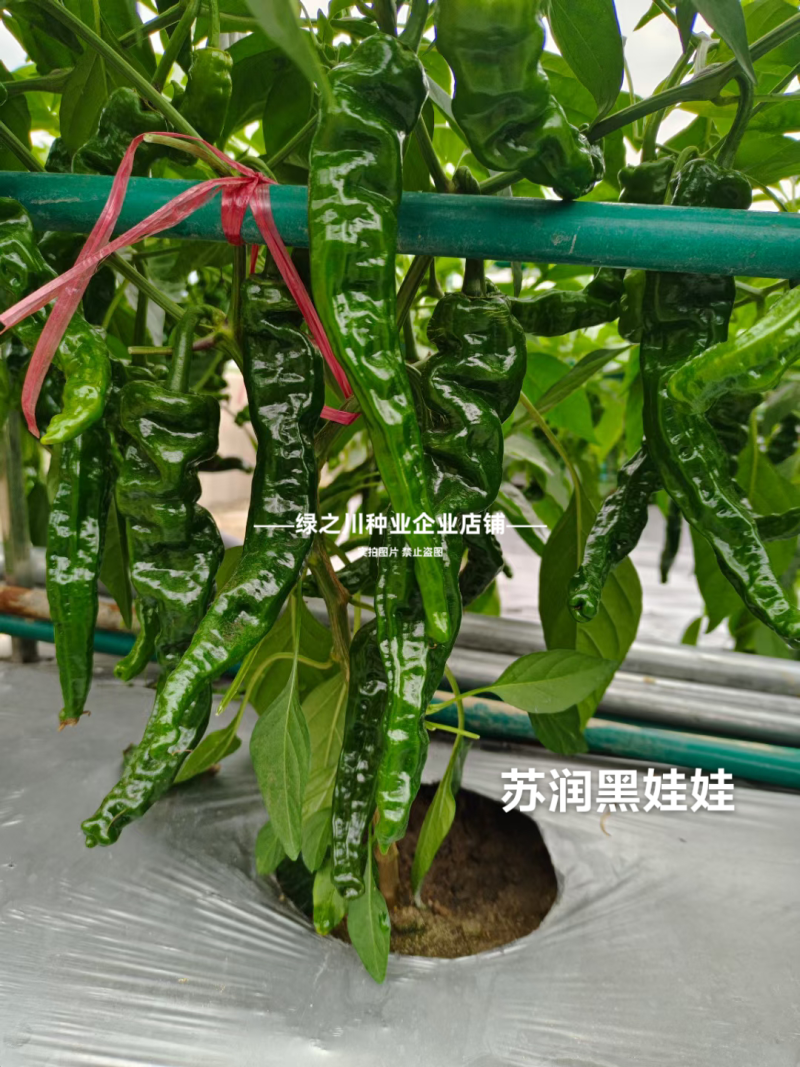 黑娃娃皱皮椒种子大黑皱皮辣椒种子薄皮早熟香辣高产特辣羊角