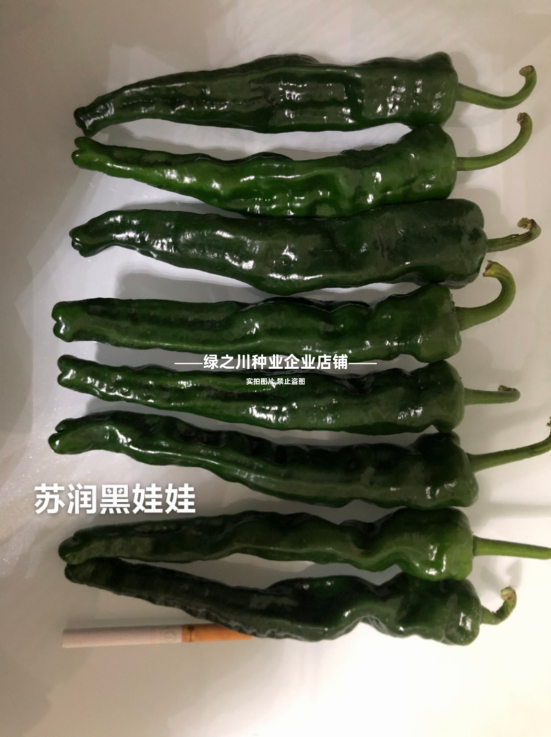 黑娃娃皱皮椒种子大黑皱皮辣椒种子薄皮早熟香辣高产特辣羊角