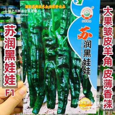 苏润大黑皱皮椒种子黑娃娃皱皱椒种子皮薄香辣大果型