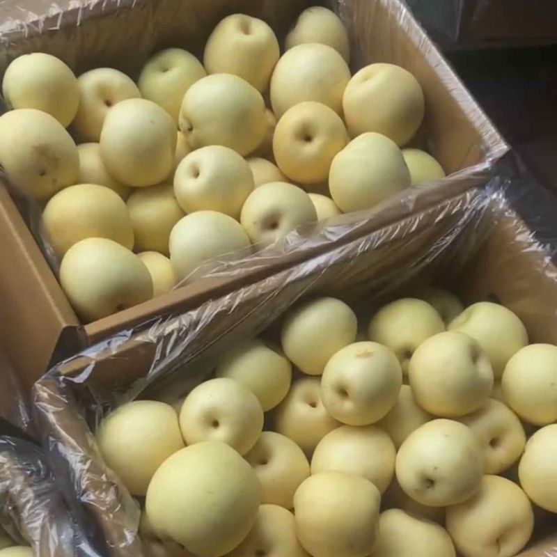 皇冠梨