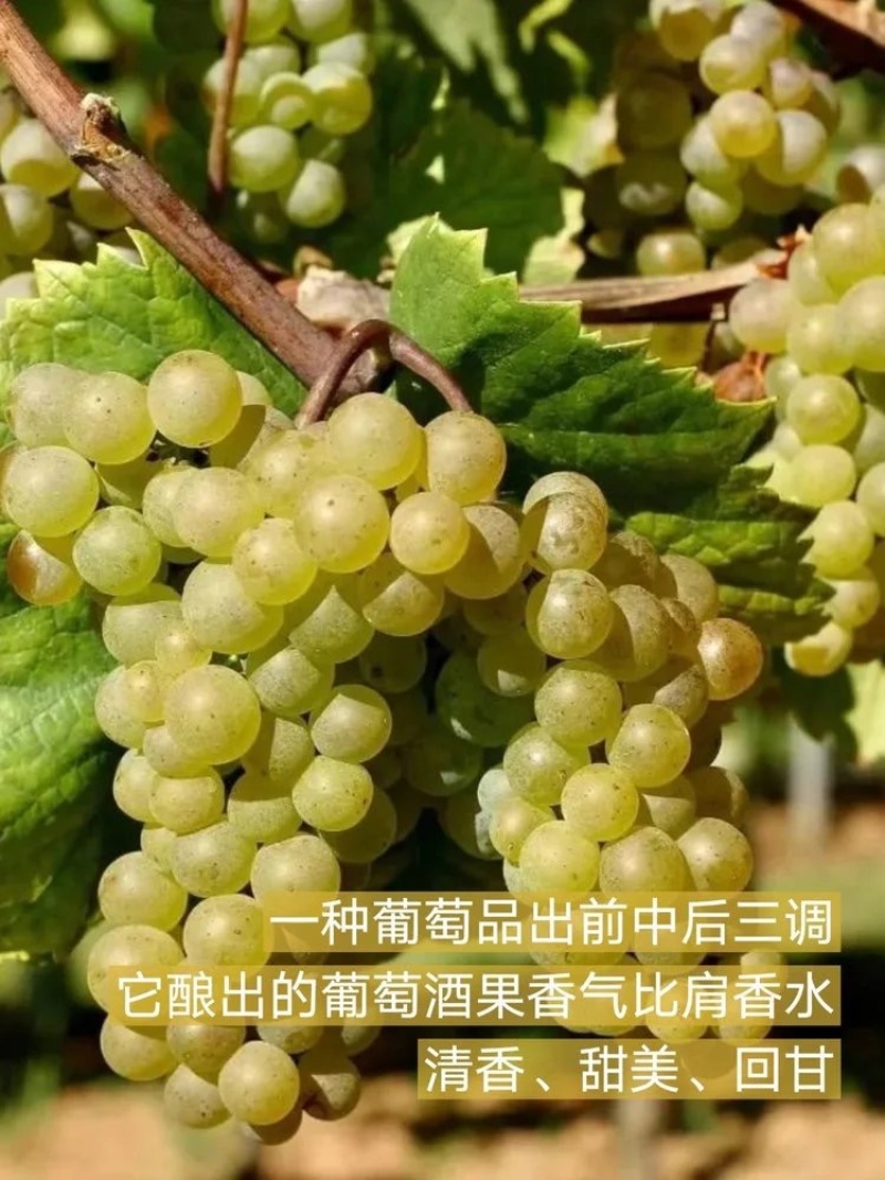 到手2瓶【嘉菲乐荔枝果味酒】750ml/瓶，发2瓶
