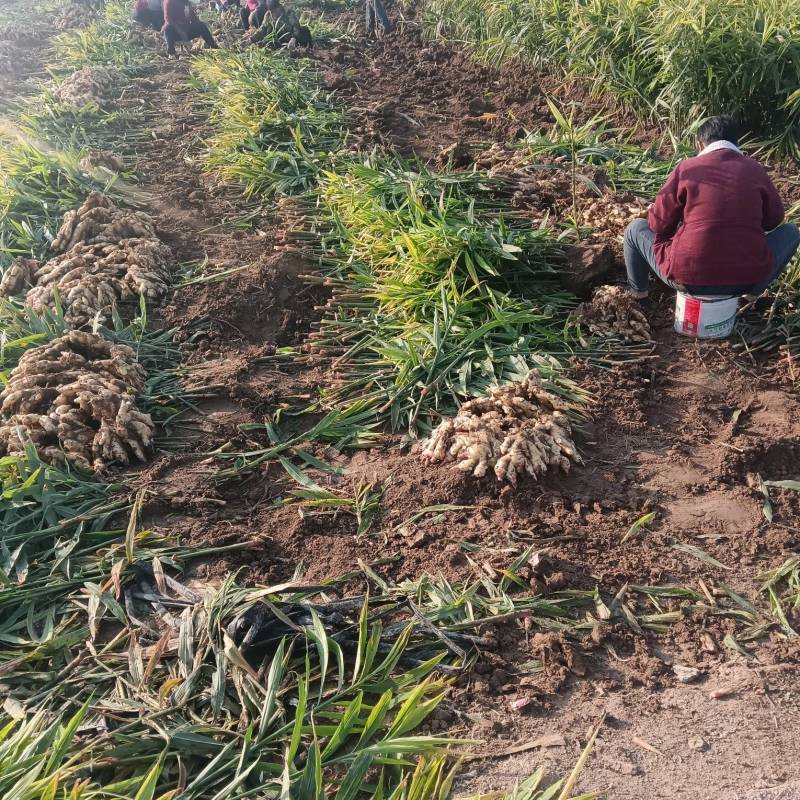 华卅区鲜黄姜丈量上市全国各地客商需要的看视频看货下单定购