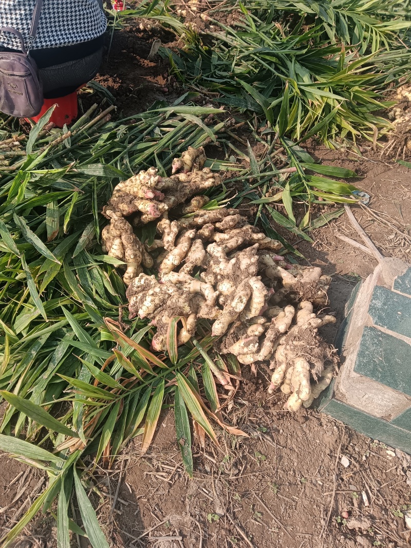 华卅区鲜黄姜丈量上市全国各地客商需要的看视频看货下单定购