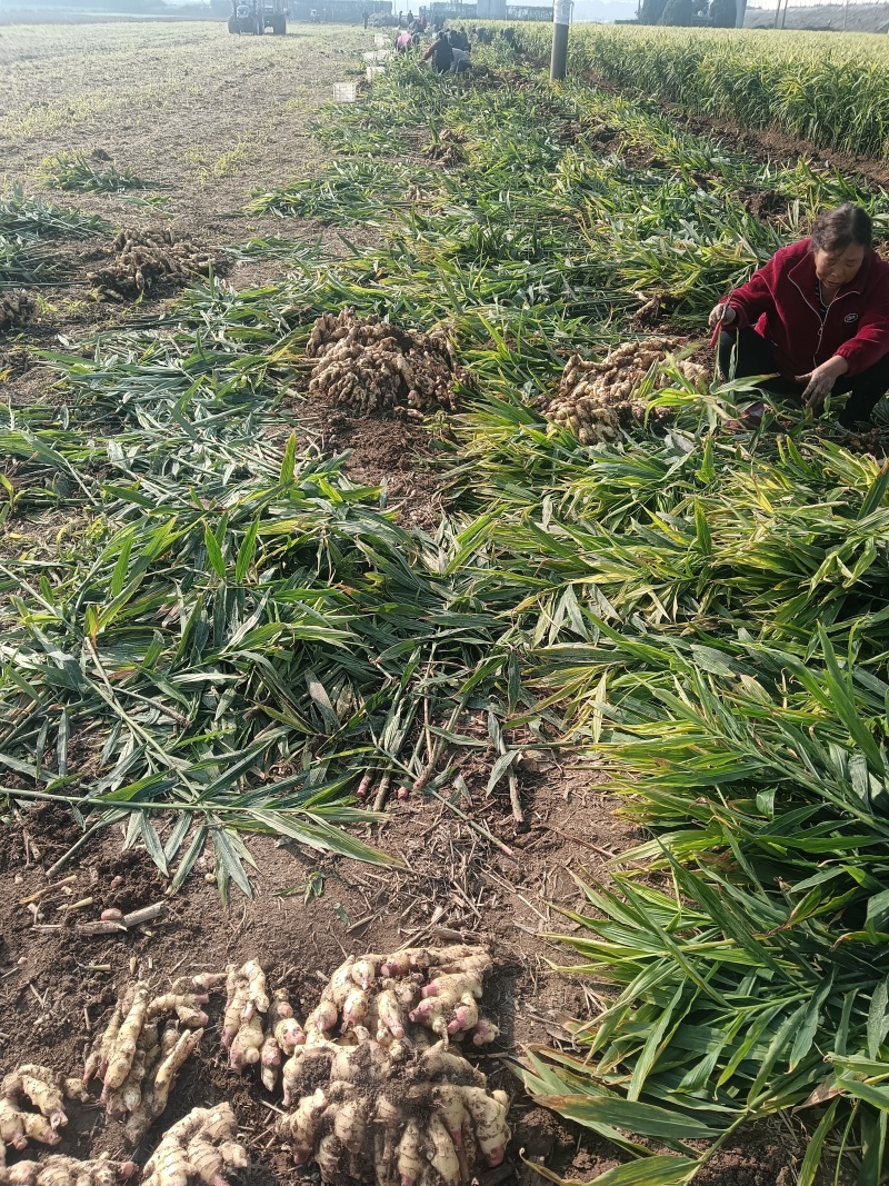 华卅区鲜黄姜丈量上市全国各地客商需要的看视频看货下单定购