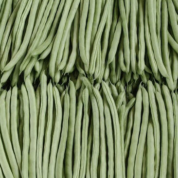 精品小金豆四季豆全年有货品质有保证