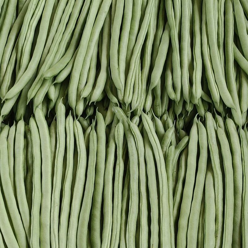 精品小金豆四季豆全年有货品质有保证