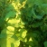 油菜苔
