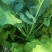 油菜苔