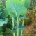 油菜苔
