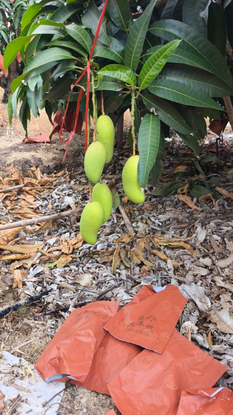 海南热带金煌芒