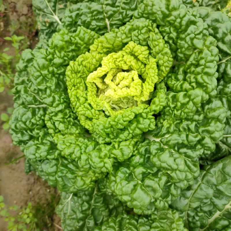 黄心菜