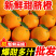 【5斤9斤新鲜脐橙】一件发货橙子甜橙子当季新鲜水果整
