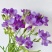 香雪兰种球，电商，园林，绿化，花海，种植切花基地发货。