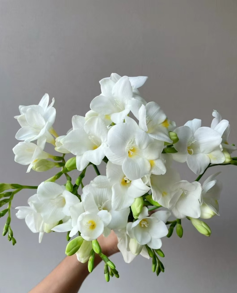 香雪兰种球，电商，园林，绿化，花海，种植切花基地发货。