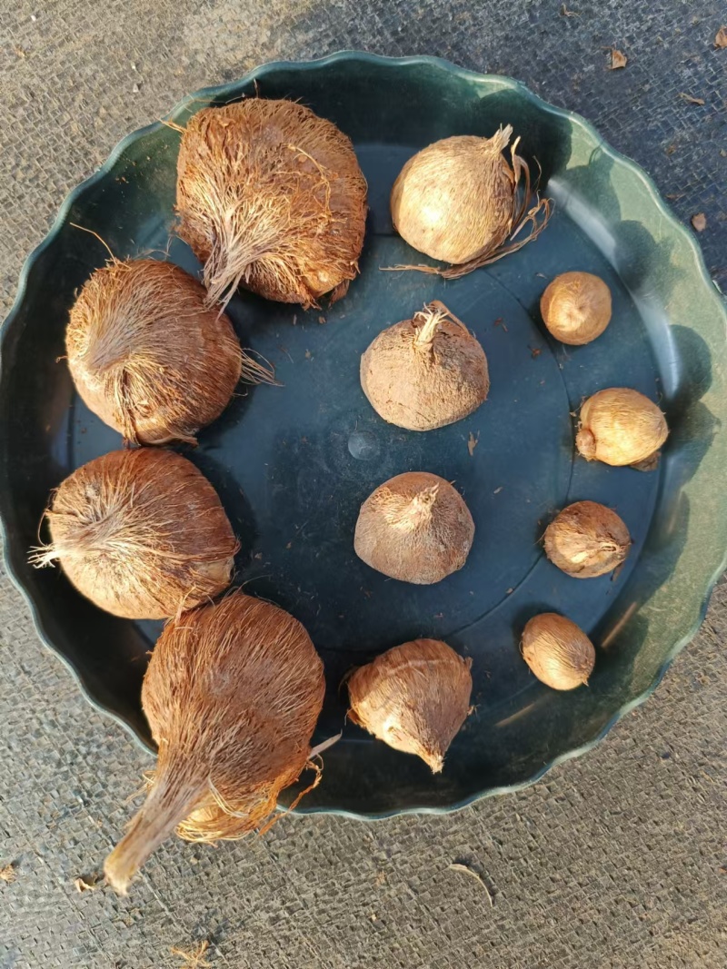 香雪兰种球，电商，园林，绿化，花海，种植切花基地发货。