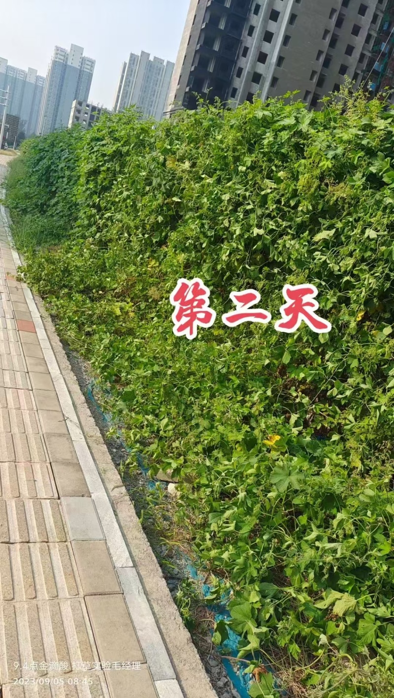 32%滴酸草甘膦草铵膦杂草除草剂果园荒地非耕地公路桉树林