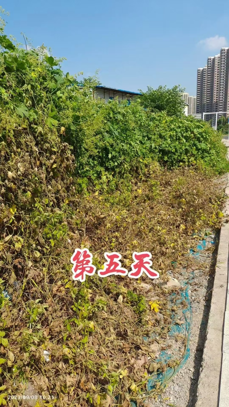 32%滴酸草甘膦草铵膦杂草除草剂果园荒地非耕地公路桉树林