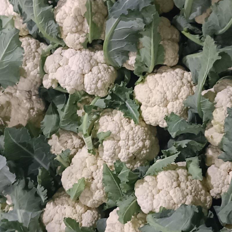 精品白面青梗有机花菜品质保证货源充足量大从优