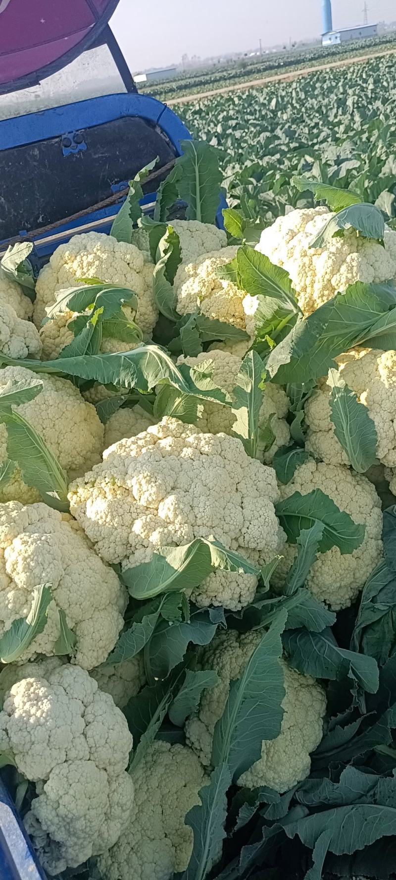 精品白面青梗有机花菜品质保证货源充足量大从优