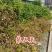 10.9草铵膦内含进口助剂铲除小飞蓬牛筋草果园不伤根安全