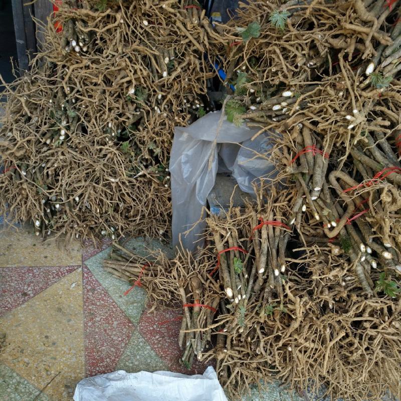 通草苗湖南湘西大通草苗质量保证可线上交易20-50cm