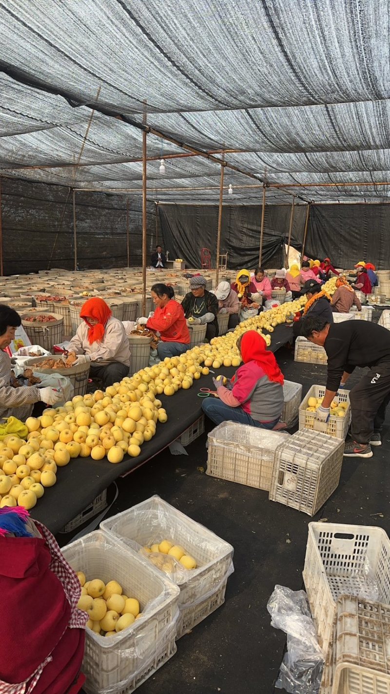 正宗黄金维纳斯苹果🍎原产地现摘直发电商供货