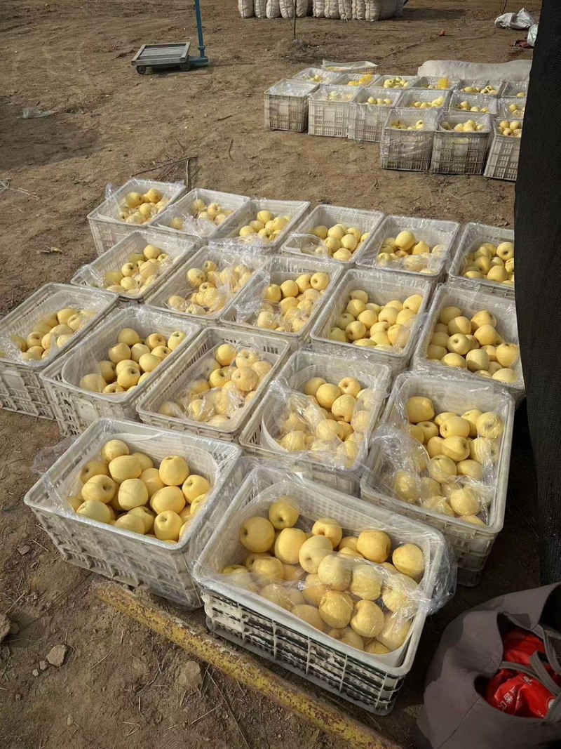 正宗黄金维纳斯苹果🍎原产地现摘直发电商供货