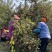 正宗黄金维纳斯苹果🍎原产地现摘直发电商供货