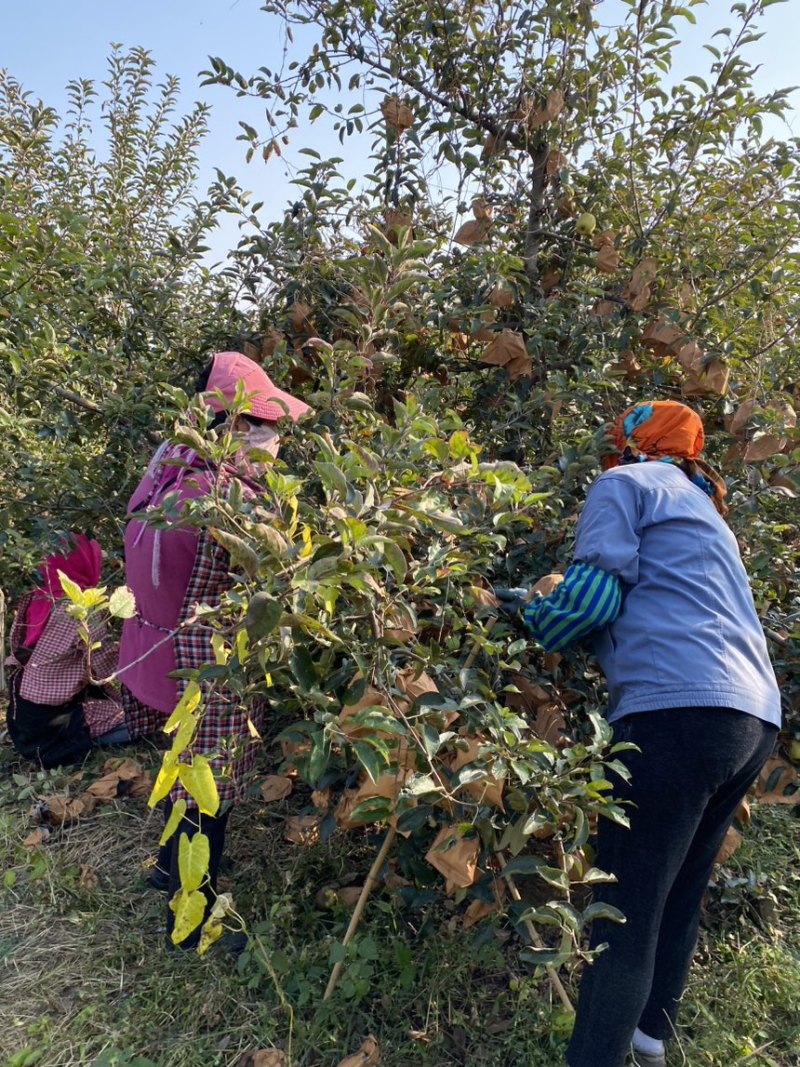正宗黄金维纳斯苹果🍎原产地现摘直发电商供货
