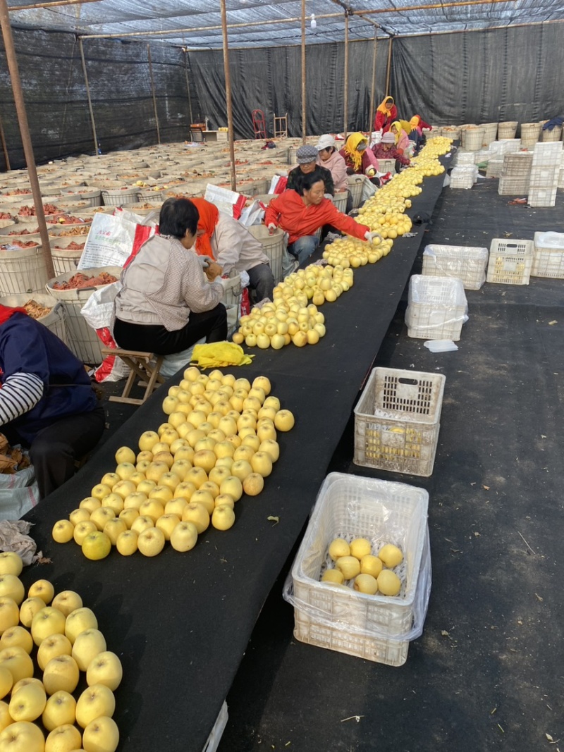 正宗黄金维纳斯苹果🍎原产地现摘直发电商供货
