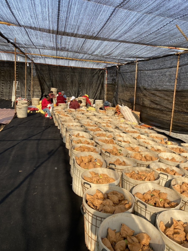 正宗黄金维纳斯苹果🍎原产地现摘直发电商供货